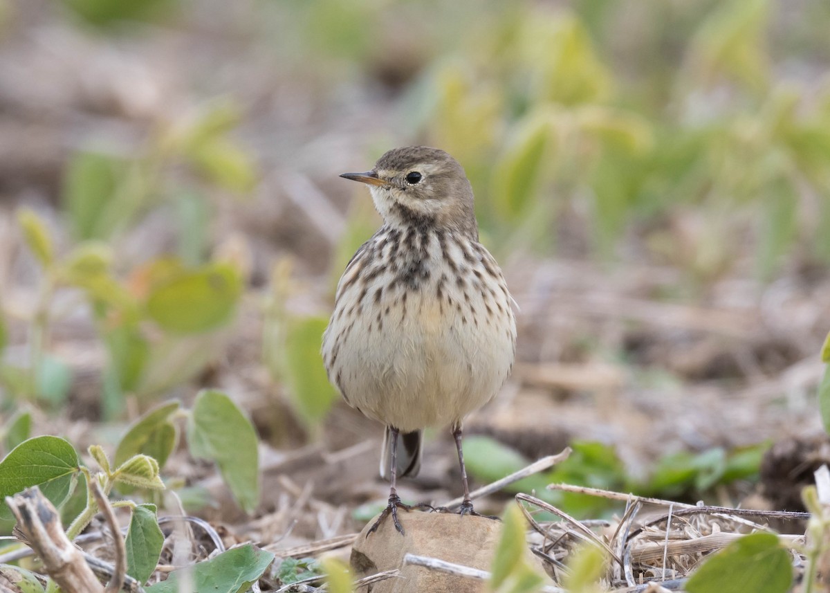 American Pipit - ML644582145