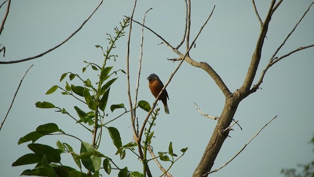 Rufous-rumped Seedeater - ML644582150