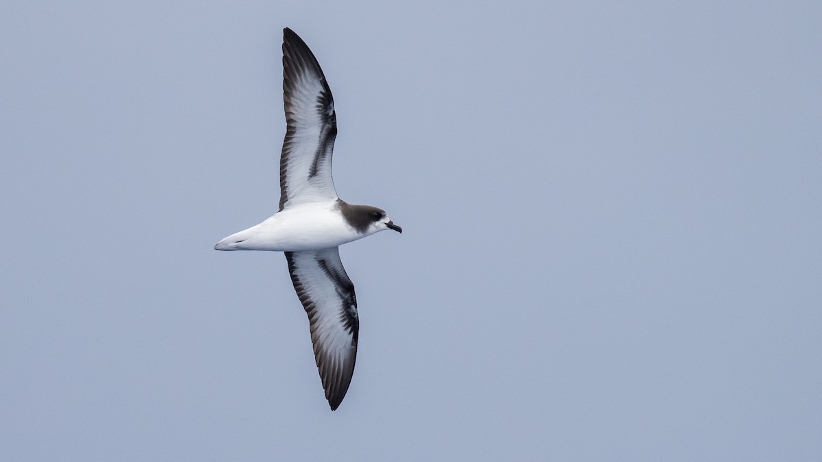 Pétrel de Gould - ML644582159