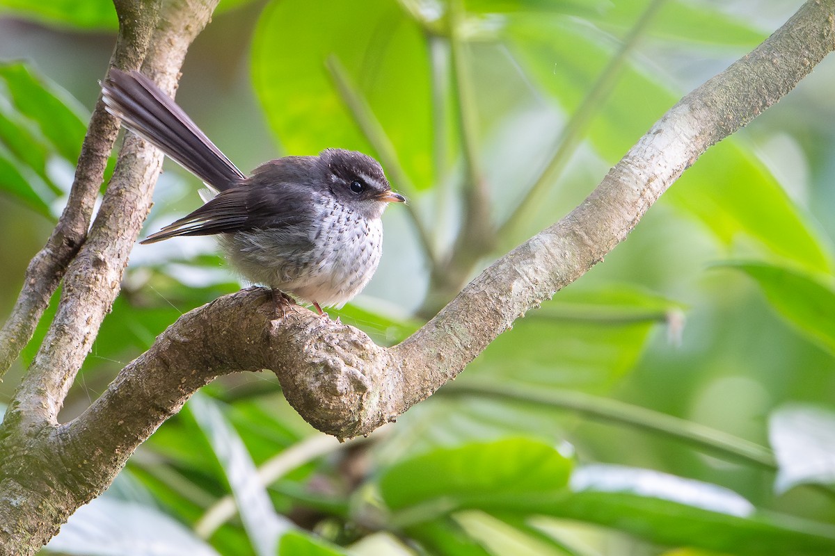 vanuatuviftestjert - ML644582162