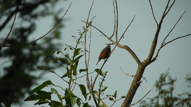 Rufous-rumped Seedeater - ML644582164