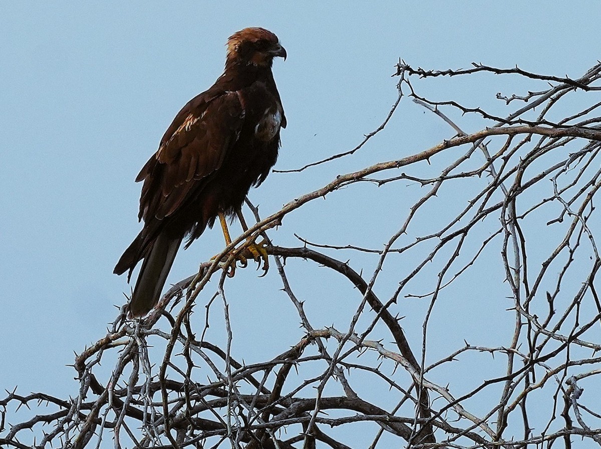 Busard des roseaux - ML644582165