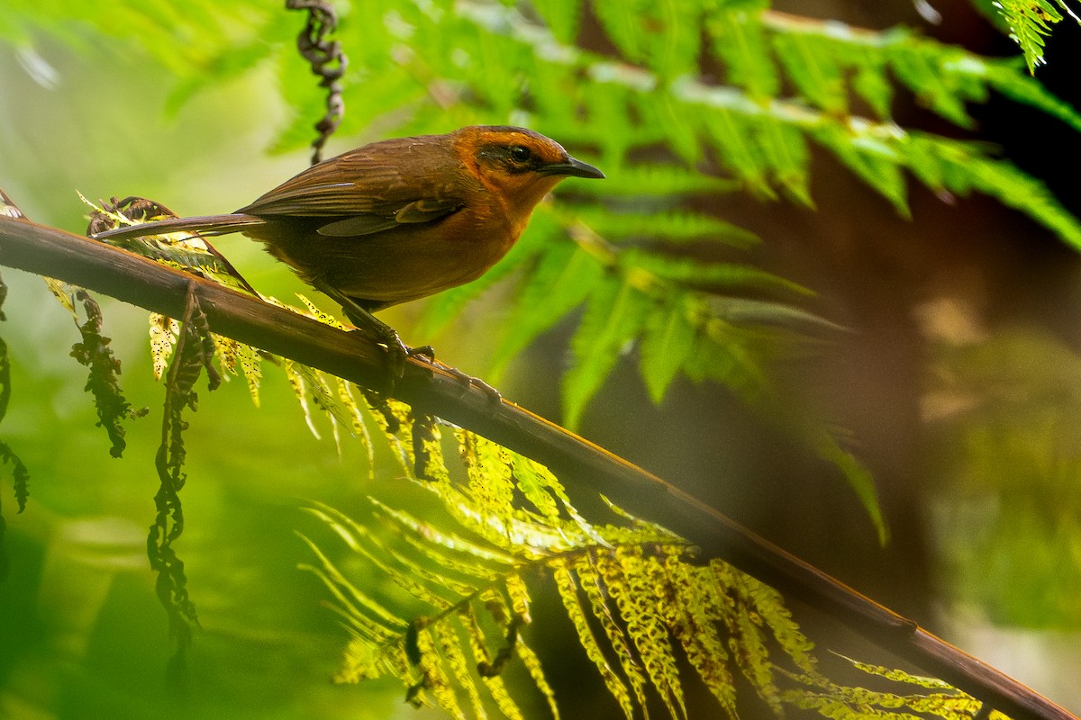 melanesiasanger - ML644582166