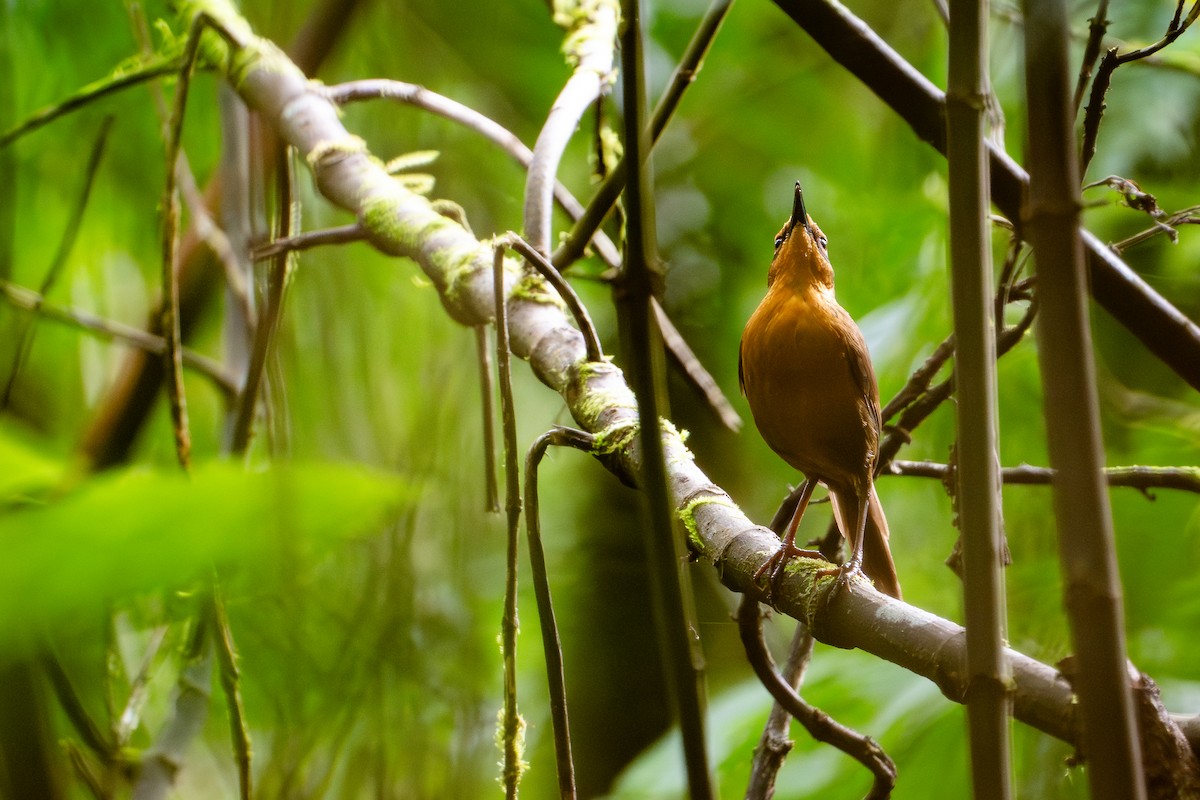 melanesiasanger - ML644582167