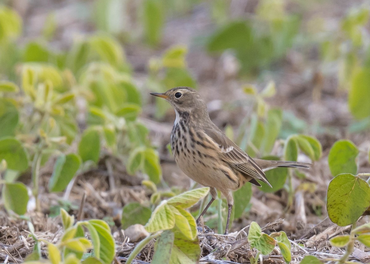 American Pipit - ML644582168