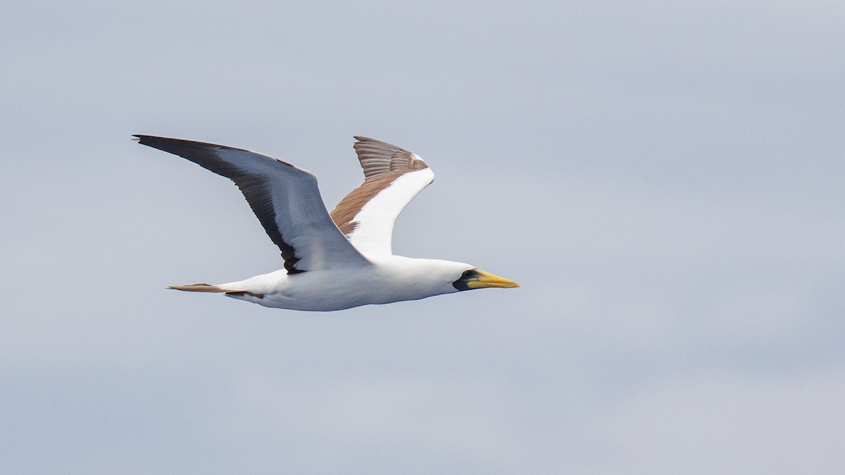 Fou masqué - ML644582170