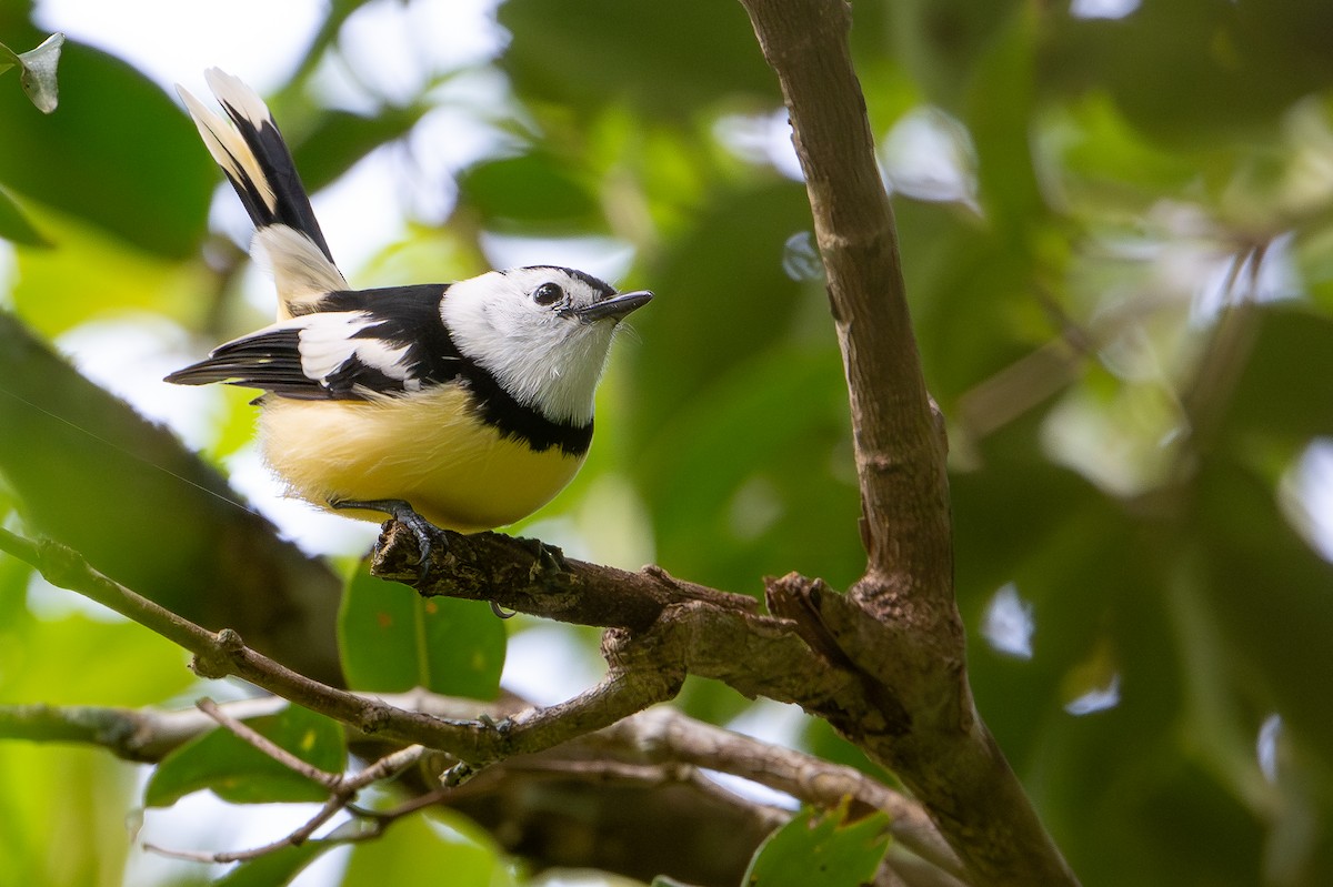 vanuatumonark - ML644582172