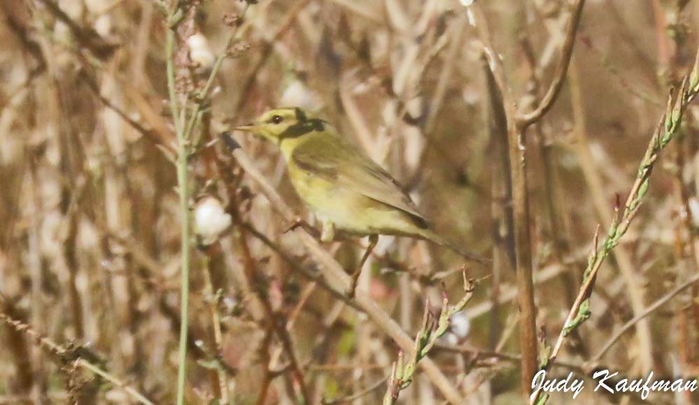 Pouillot fitis - ML644582174