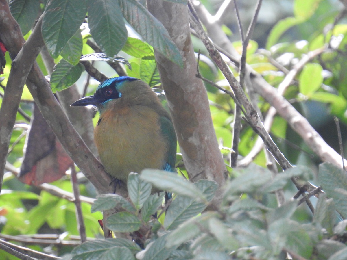 Lesson Motmotu - ML644582187