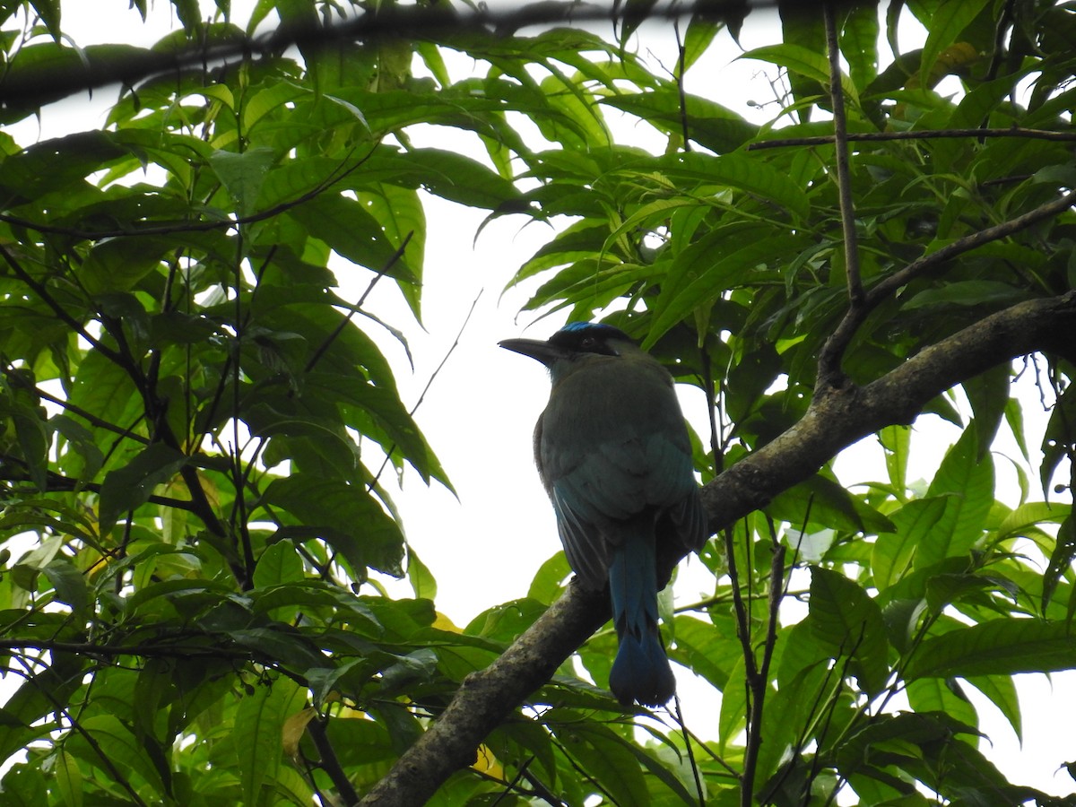 Lesson Motmotu - ML644582188