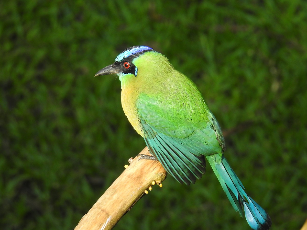 Lesson Motmotu - ML644582189