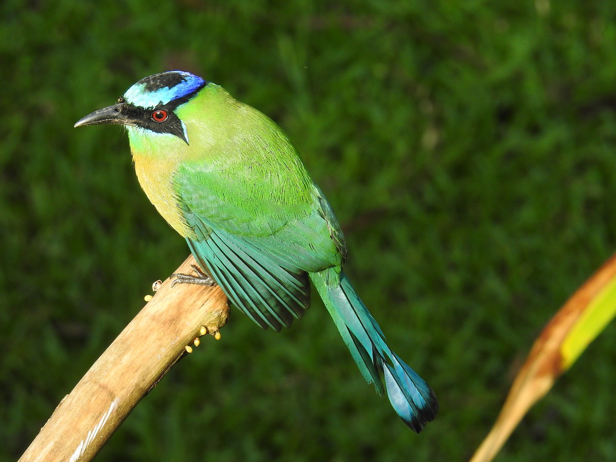 Lesson Motmotu - ML644582190