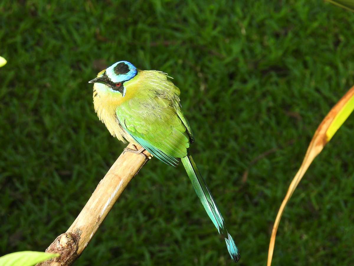 Lesson Motmotu - ML644582191