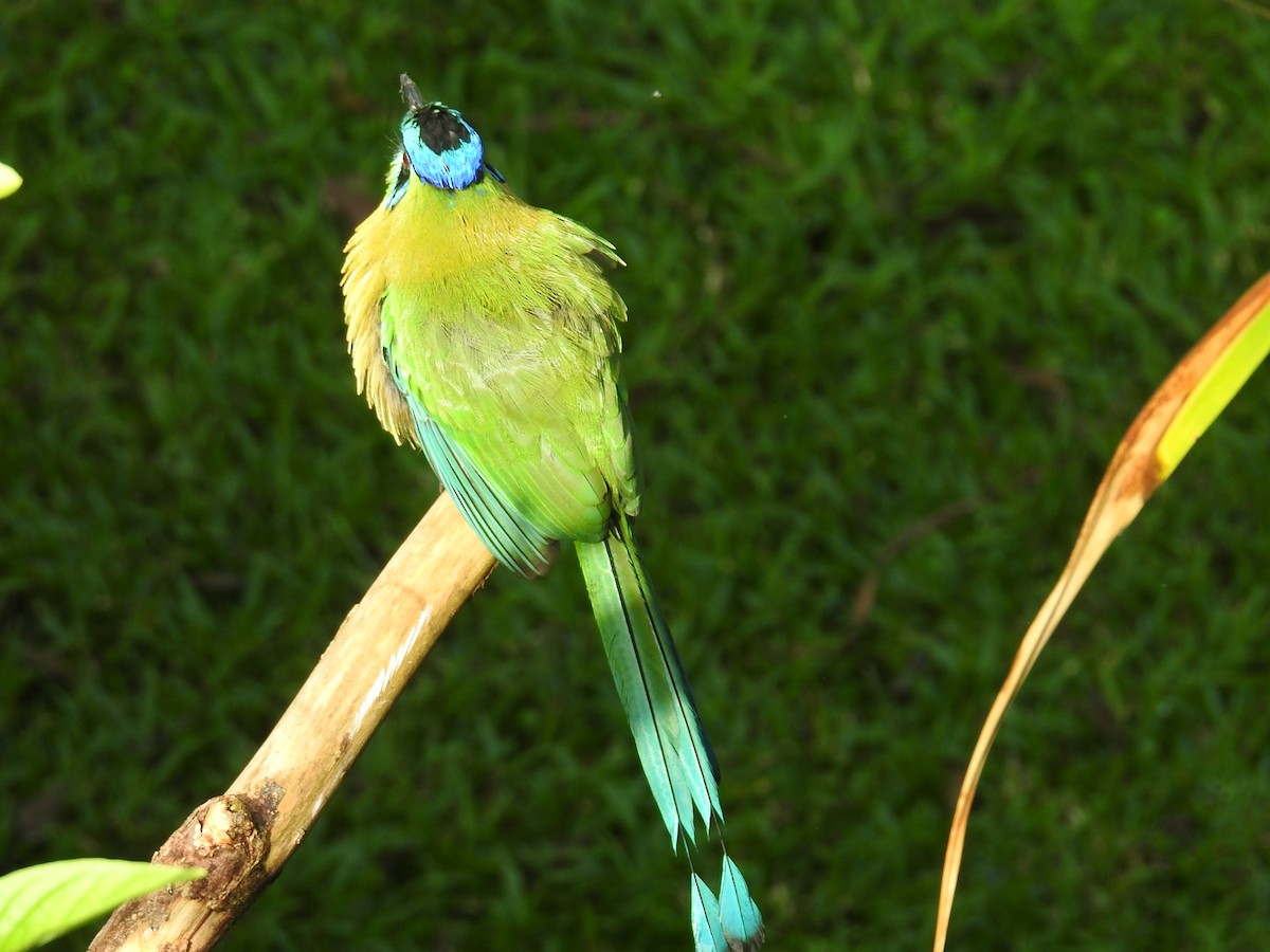 Lesson Motmotu - ML644582192