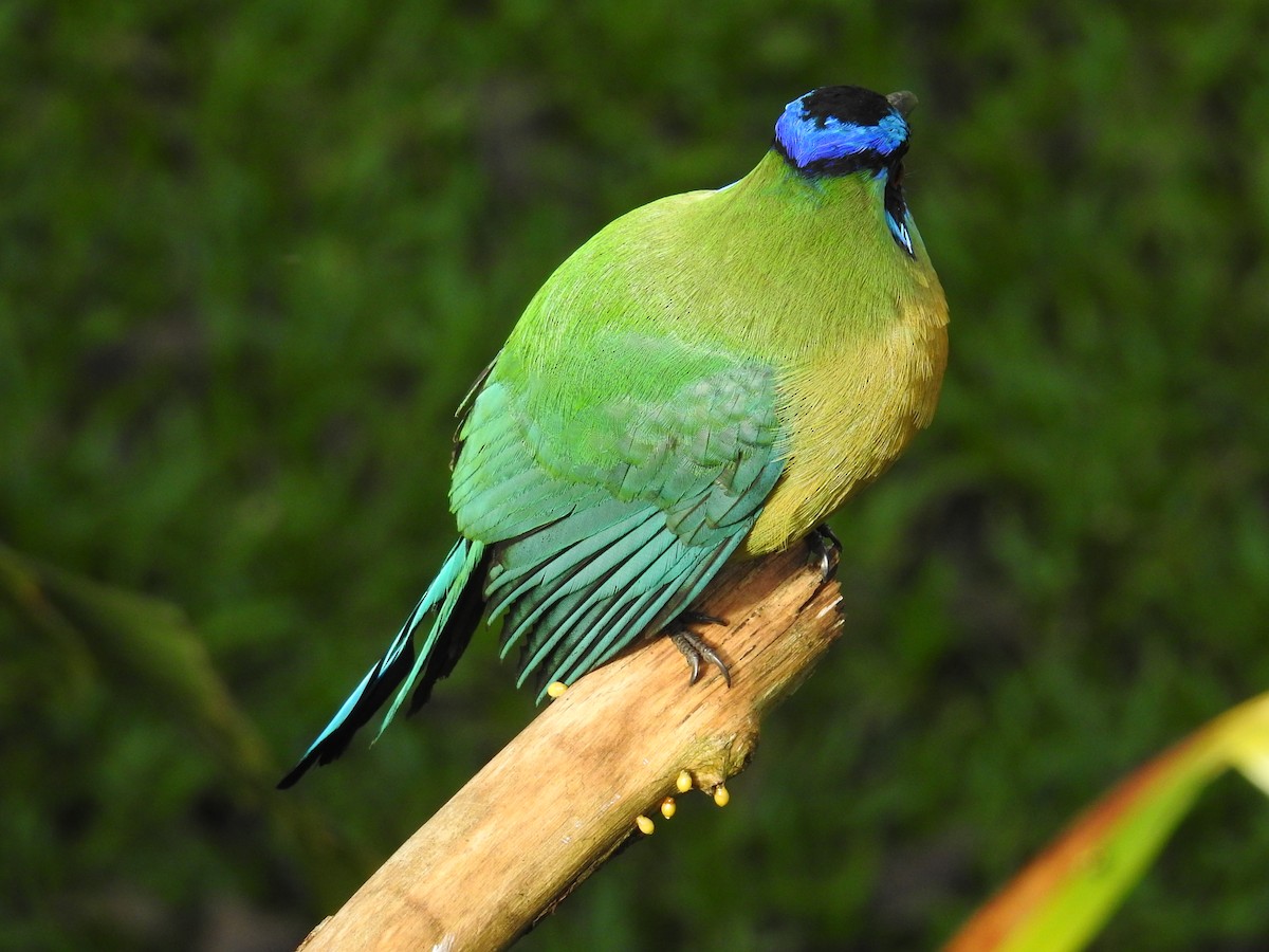 Lesson Motmotu - ML644582193