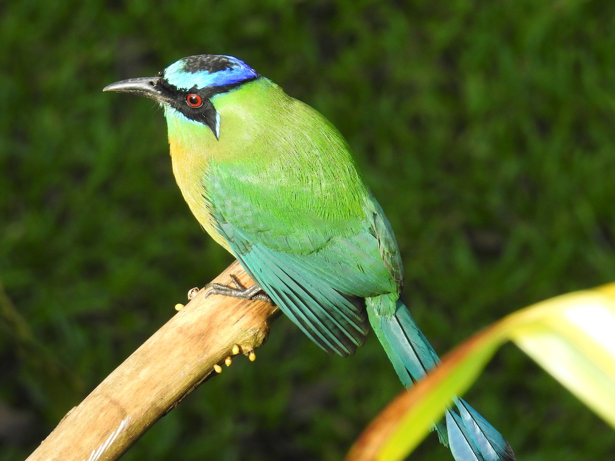 Lesson Motmotu - ML644582194