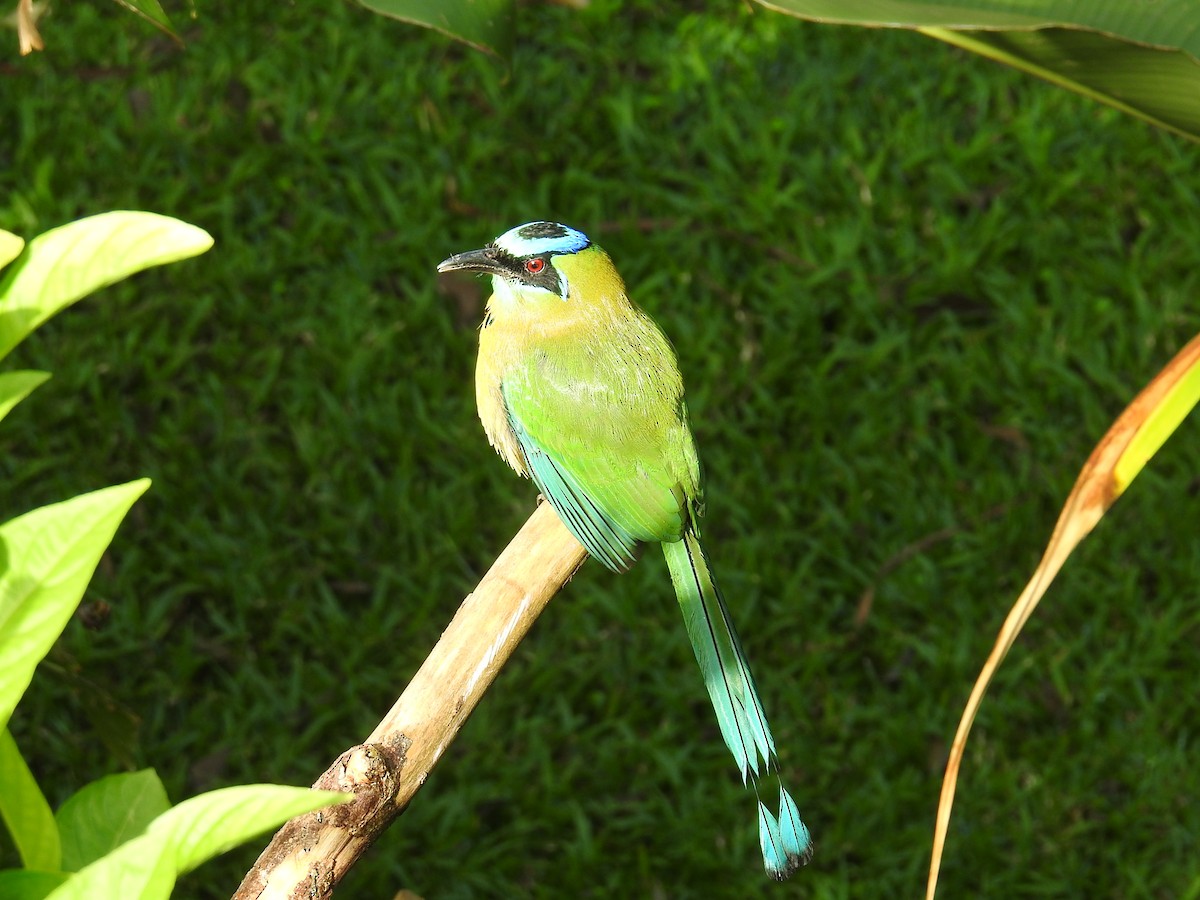 Lesson Motmotu - ML644582195