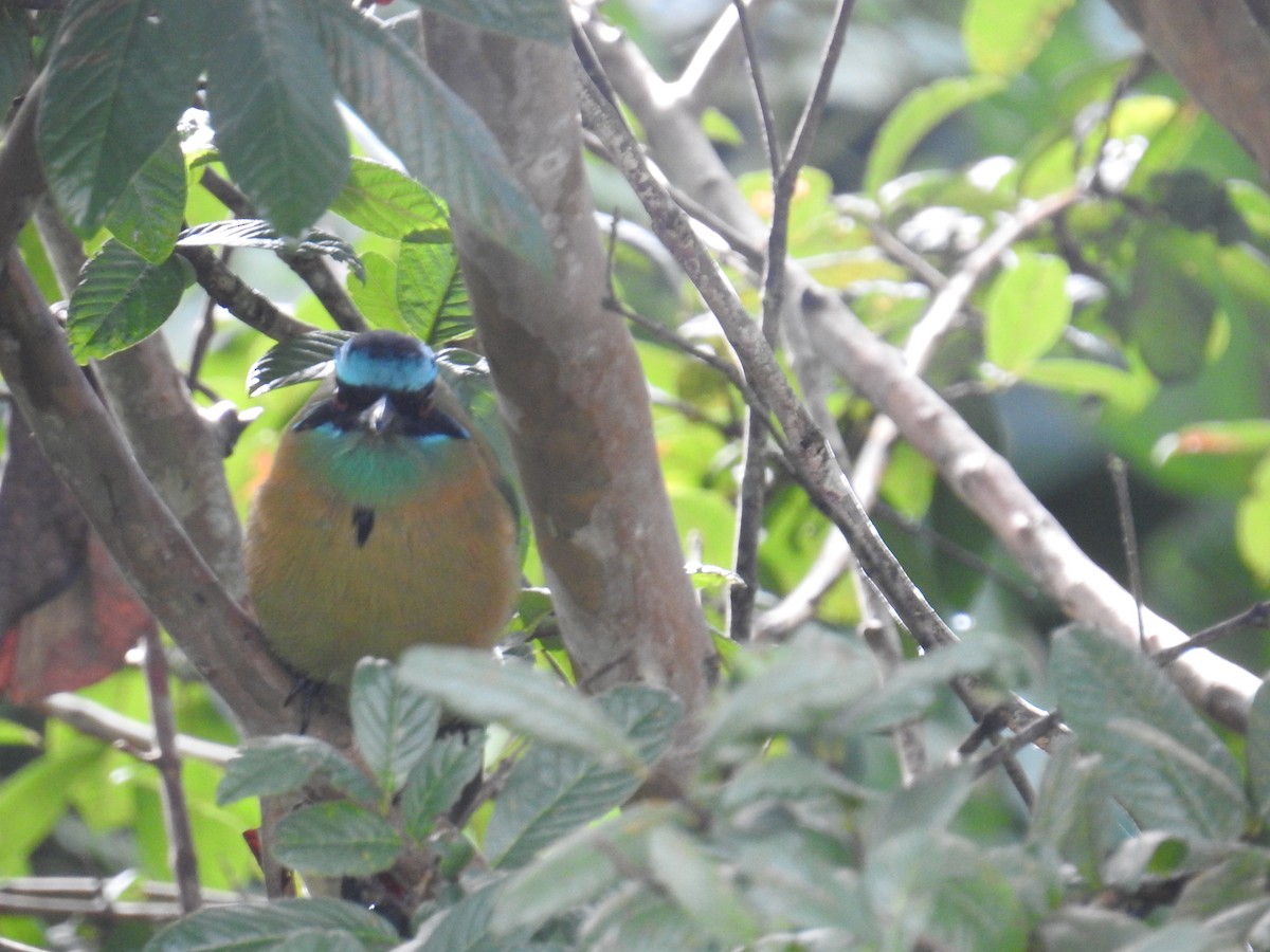 Lesson Motmotu - ML644582196