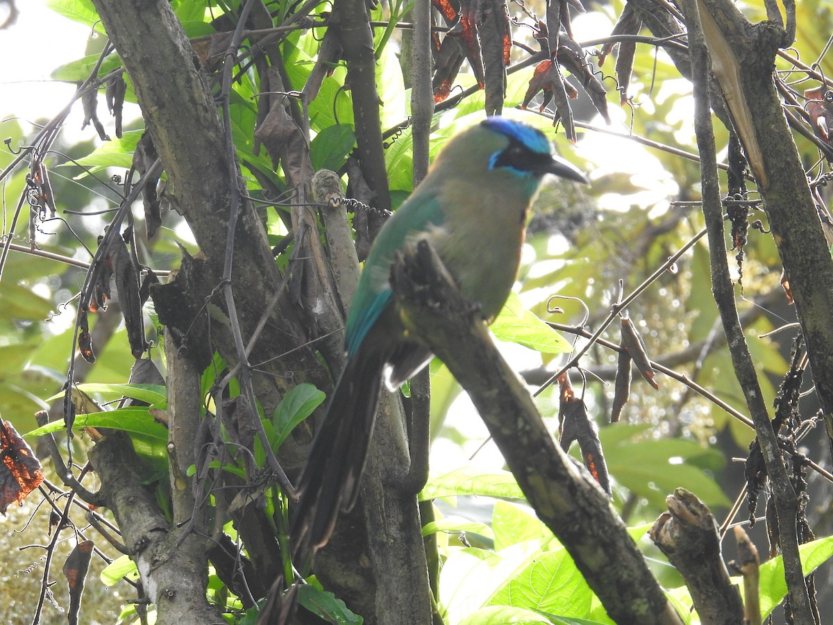 Lesson Motmotu - ML644582197