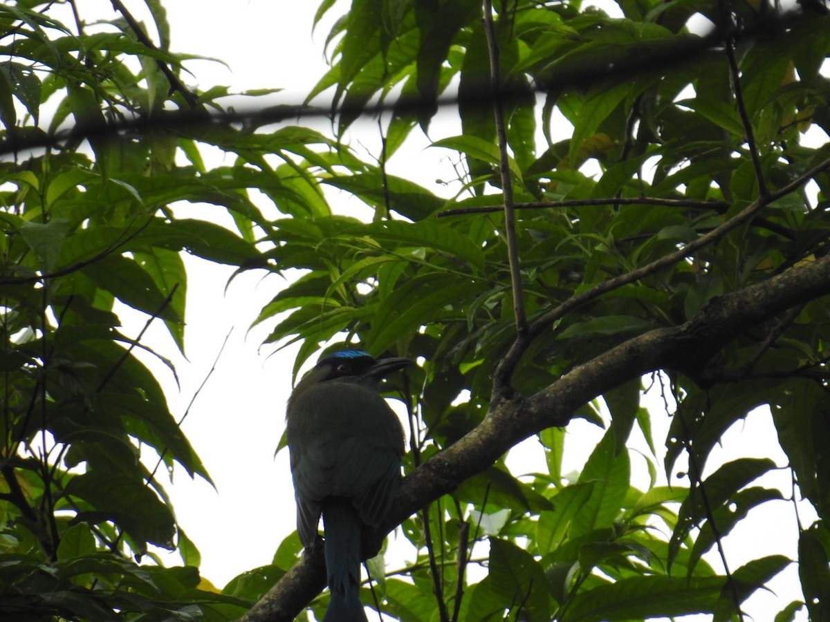 Lesson Motmotu - ML644582198