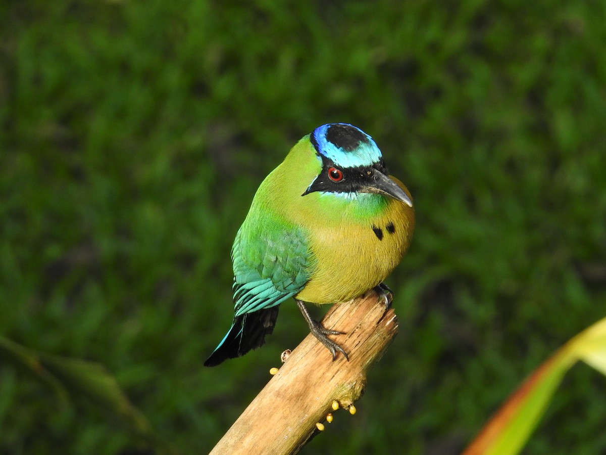 Lesson Motmotu - ML644582199