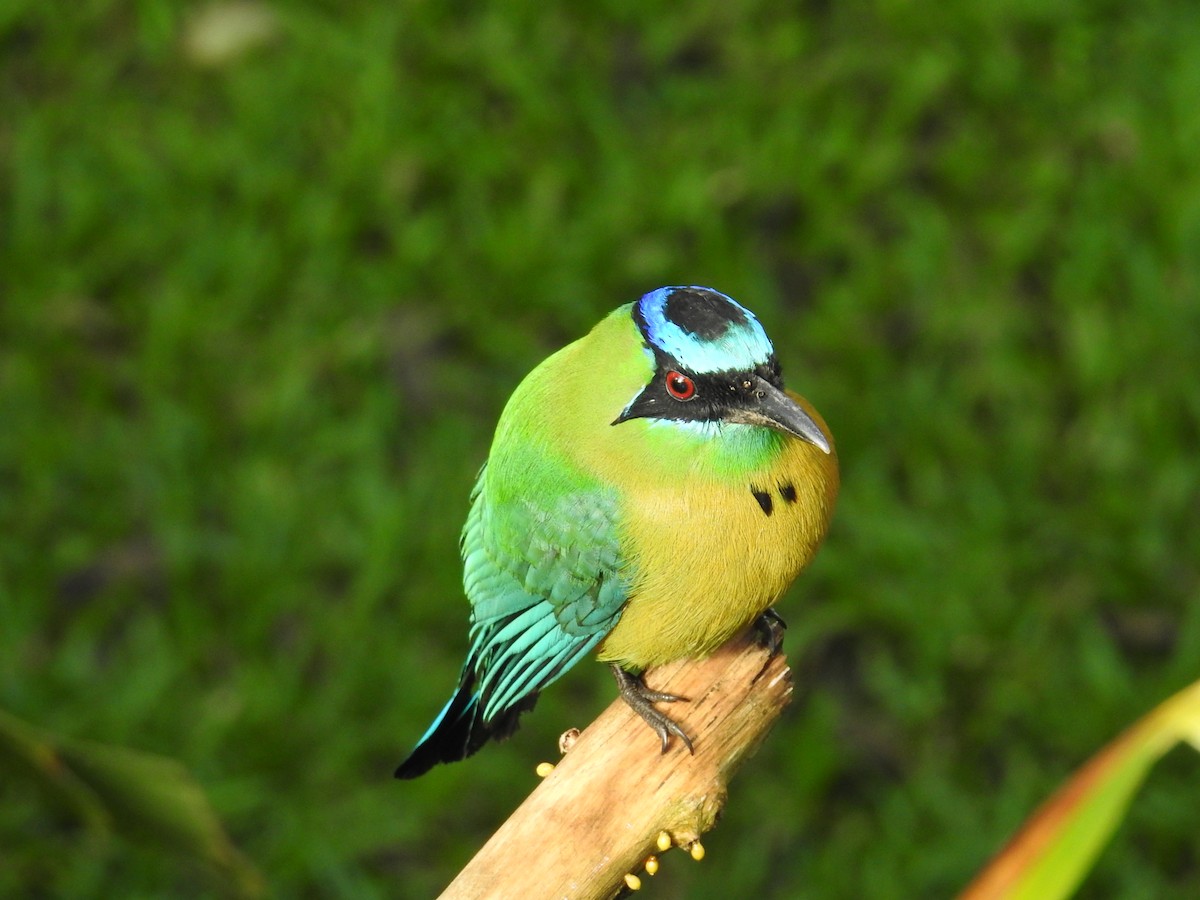 Lesson Motmotu - ML644582200