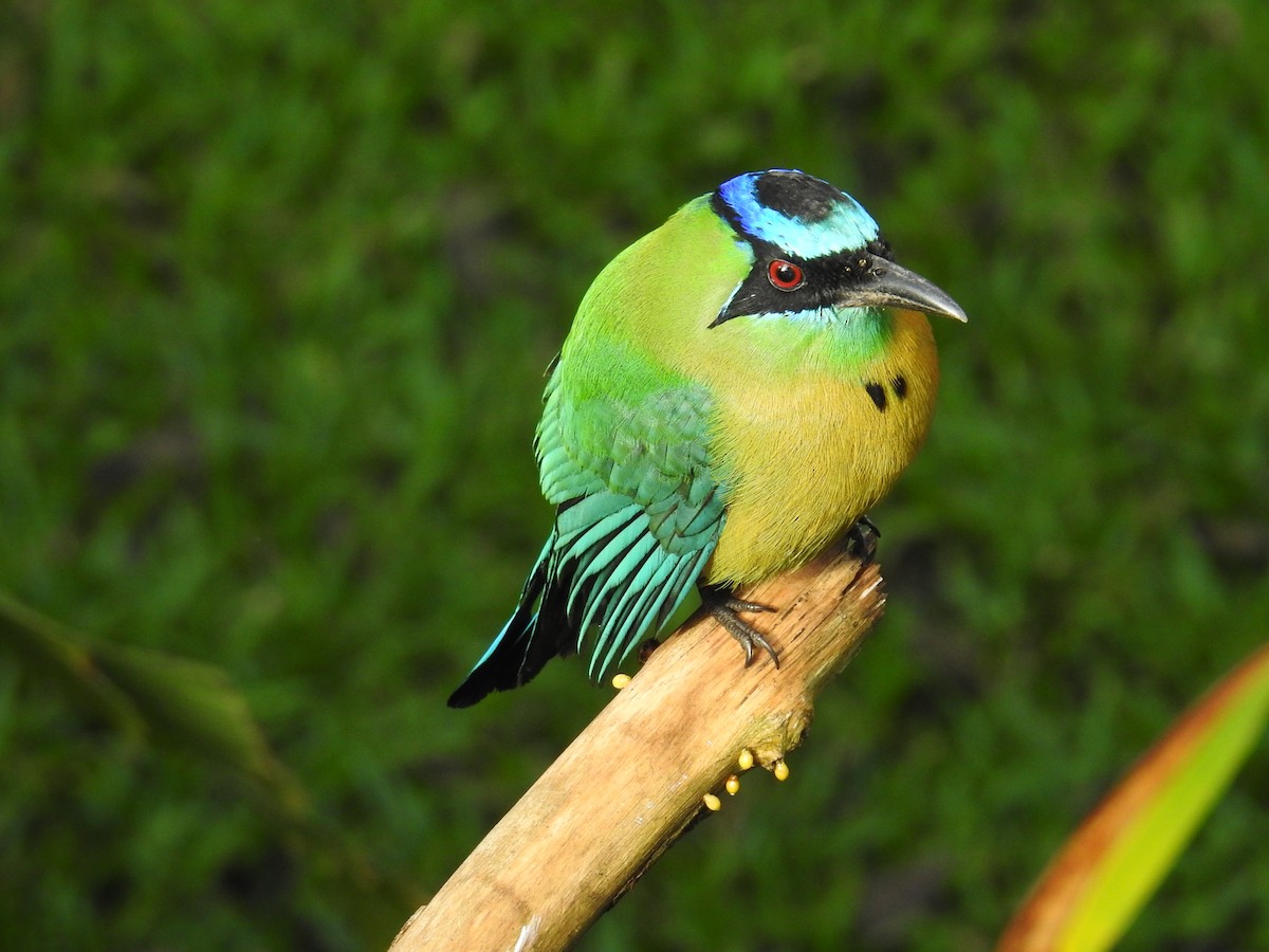 Lesson Motmotu - ML644582201