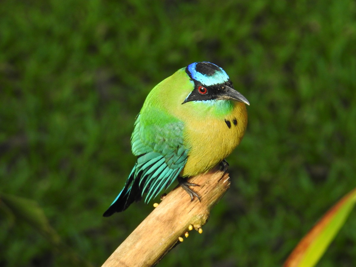 Lesson Motmotu - ML644582202