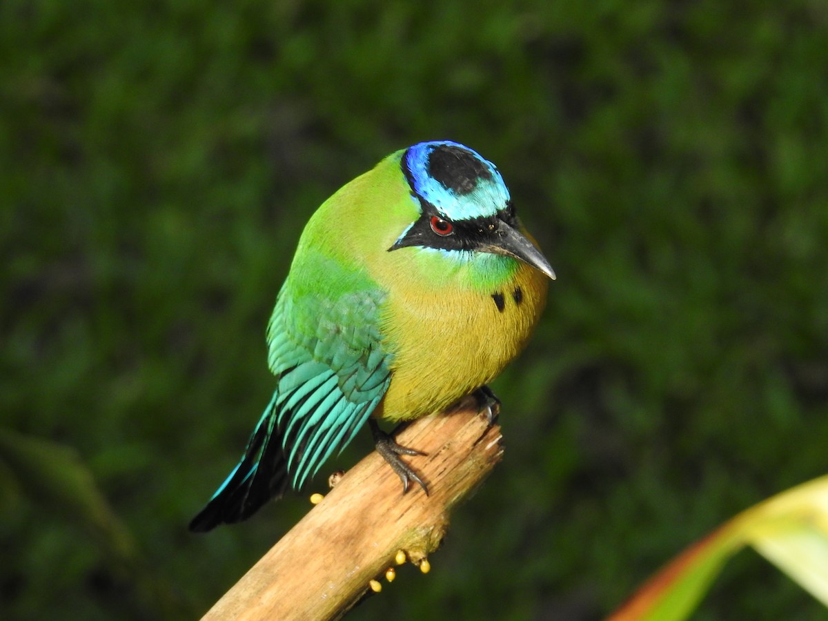 Lesson Motmotu - ML644582203