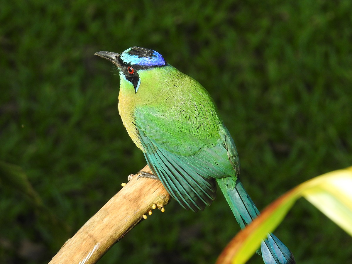 Lesson Motmotu - ML644582204