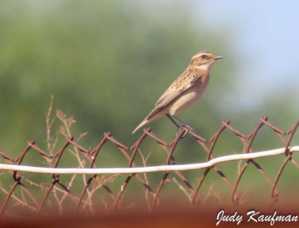 Tarier des prés - ML644582207