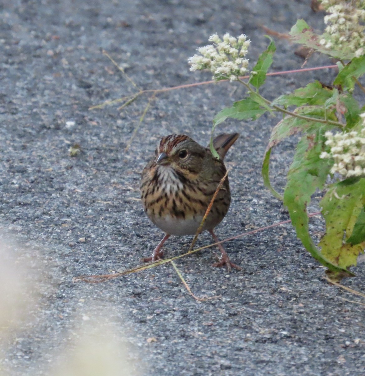 Chingolo de Lincoln - ML644582208