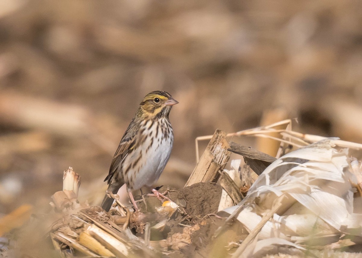 稀樹草鵐 - ML644582211
