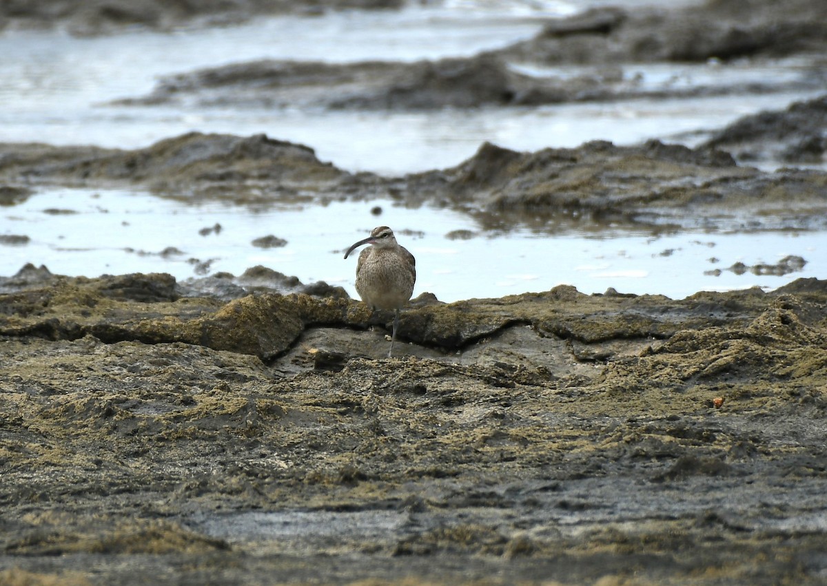 Zarapito Trinador Americano - ML644582214