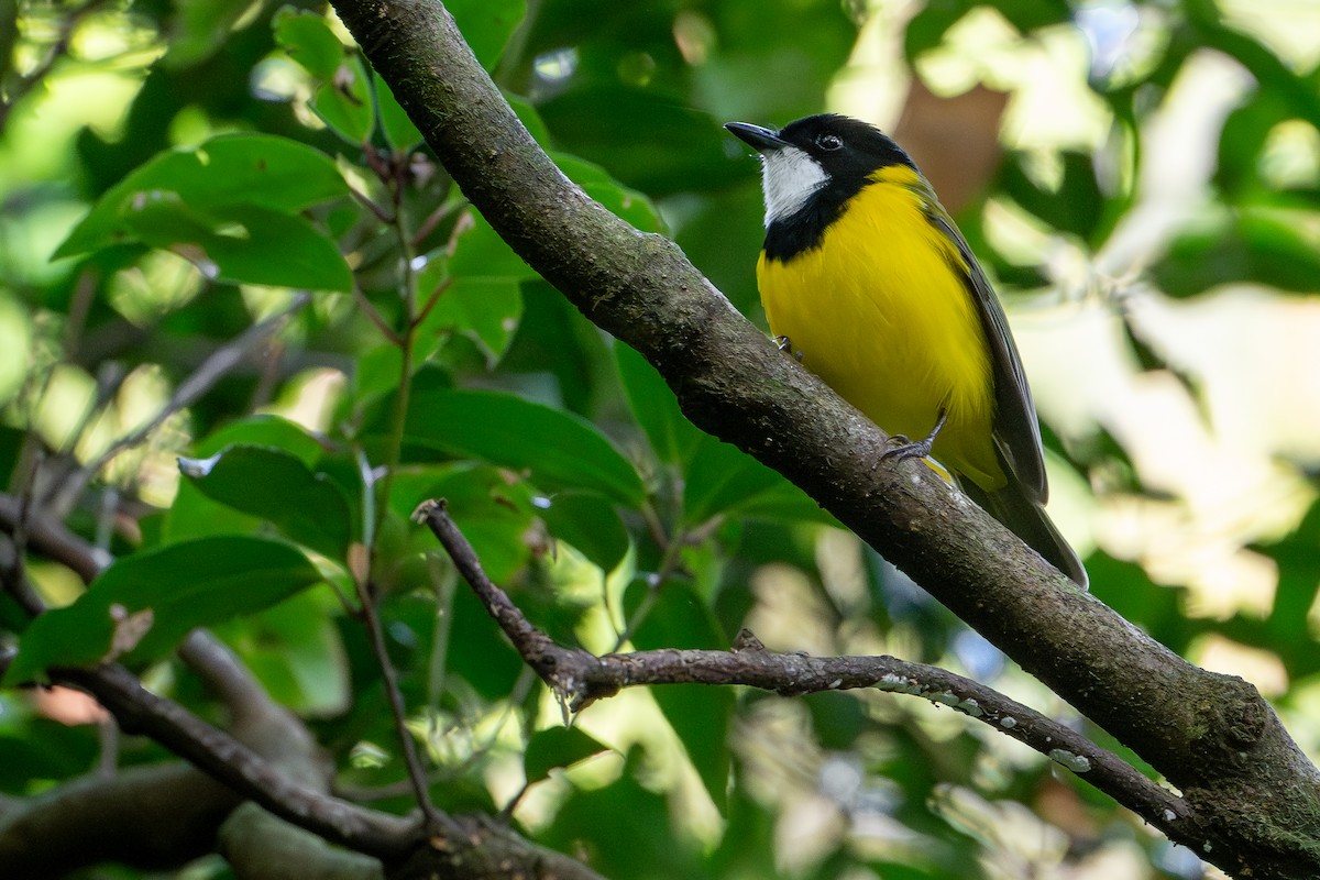 vanuatuplystrer - ML644582216