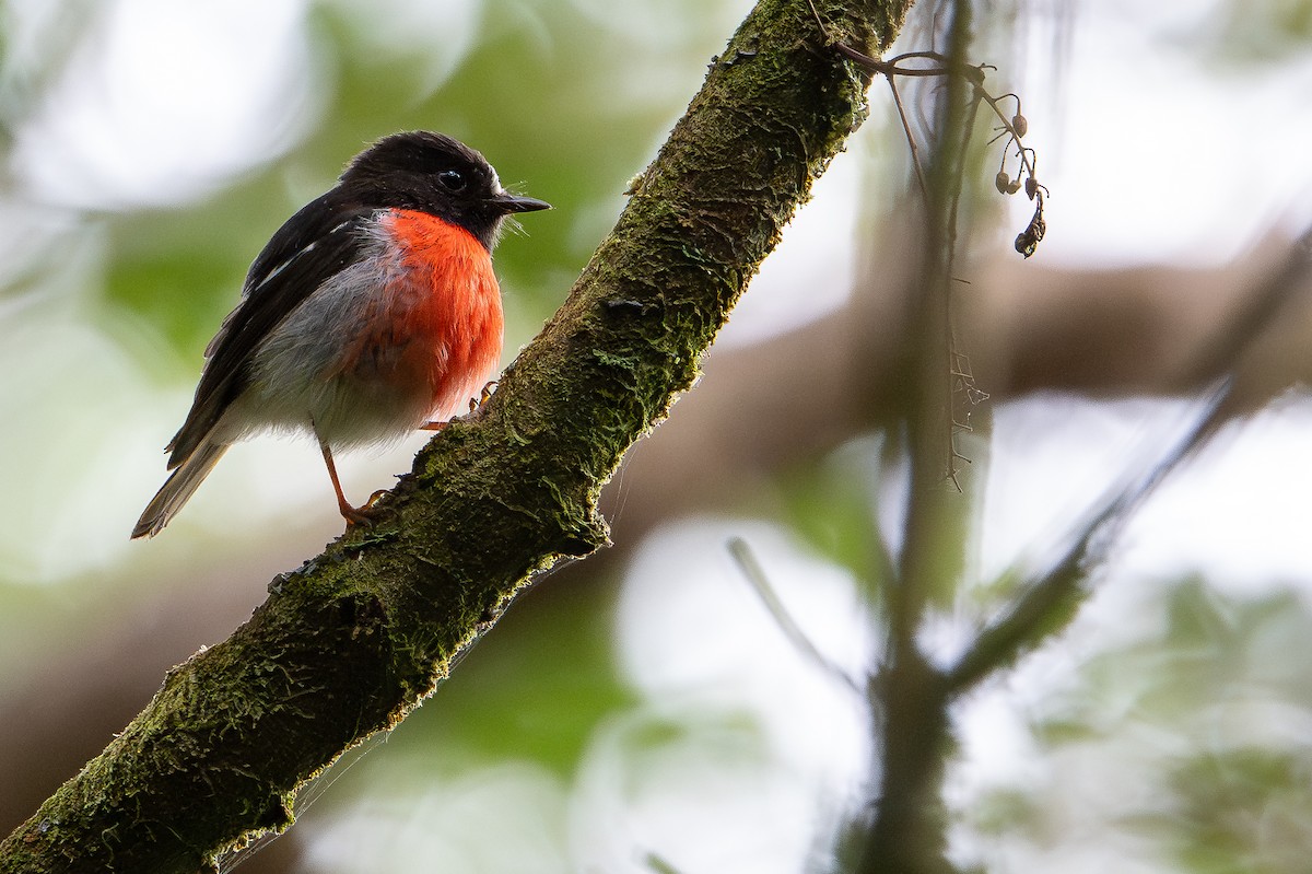 melanesiaflueskvett - ML644582218