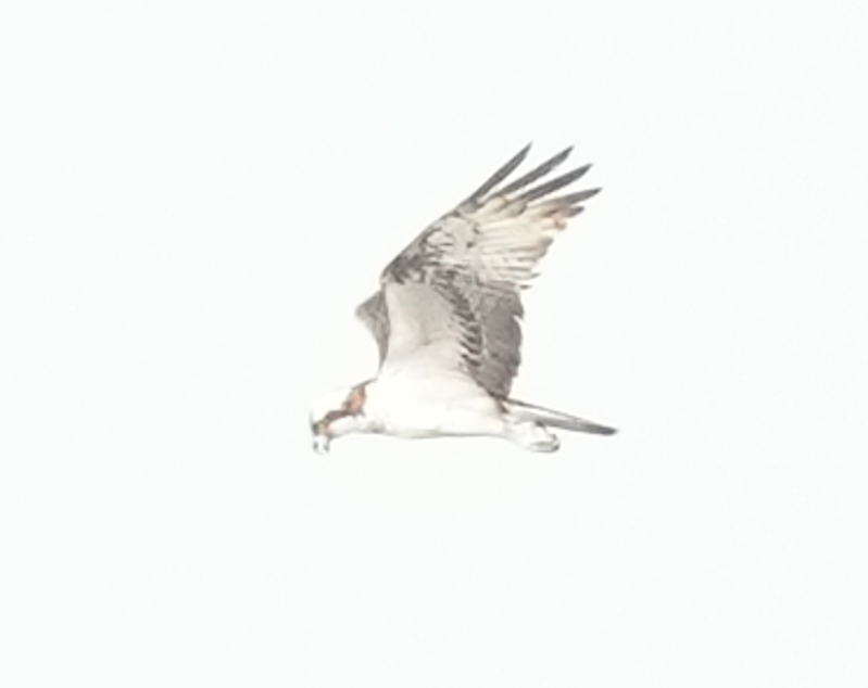 Osprey - ML644582219