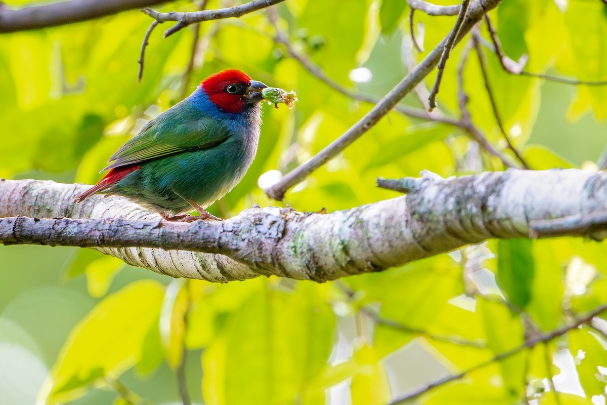 rødhetteamadin (regia gr.) - ML644582229