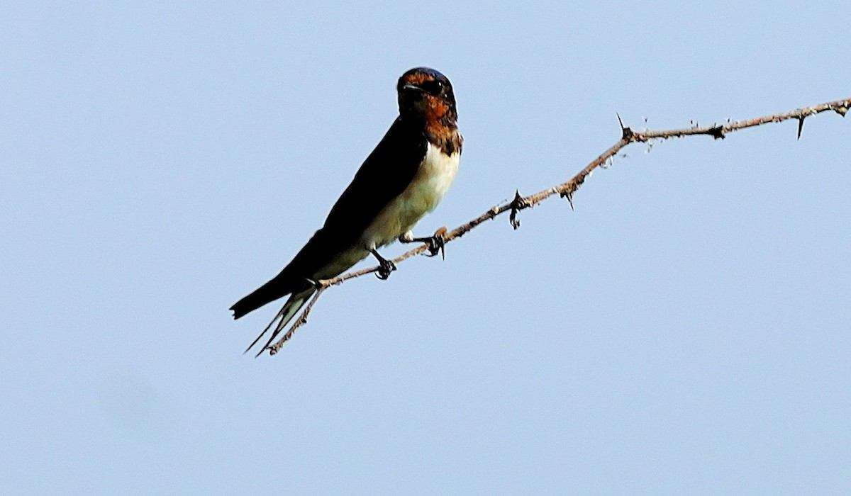 trådstjertsvale - ML644582237