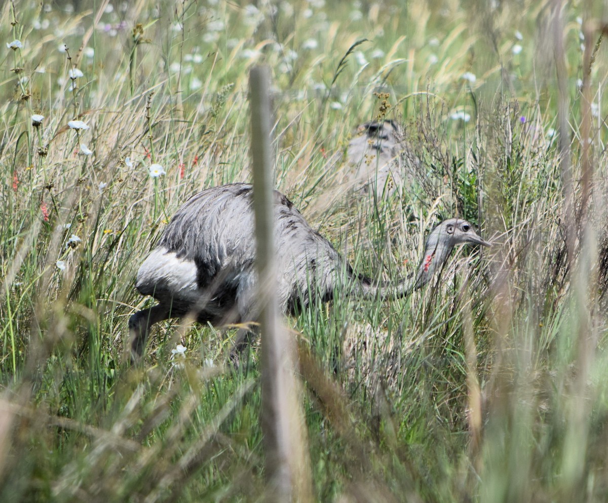 nandu pampový - ML644582240