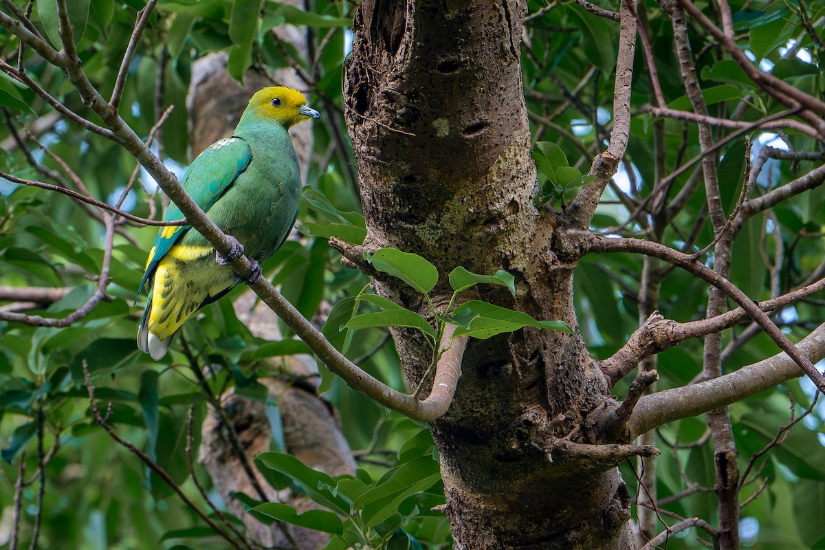 vanuatufruktdue - ML644582241