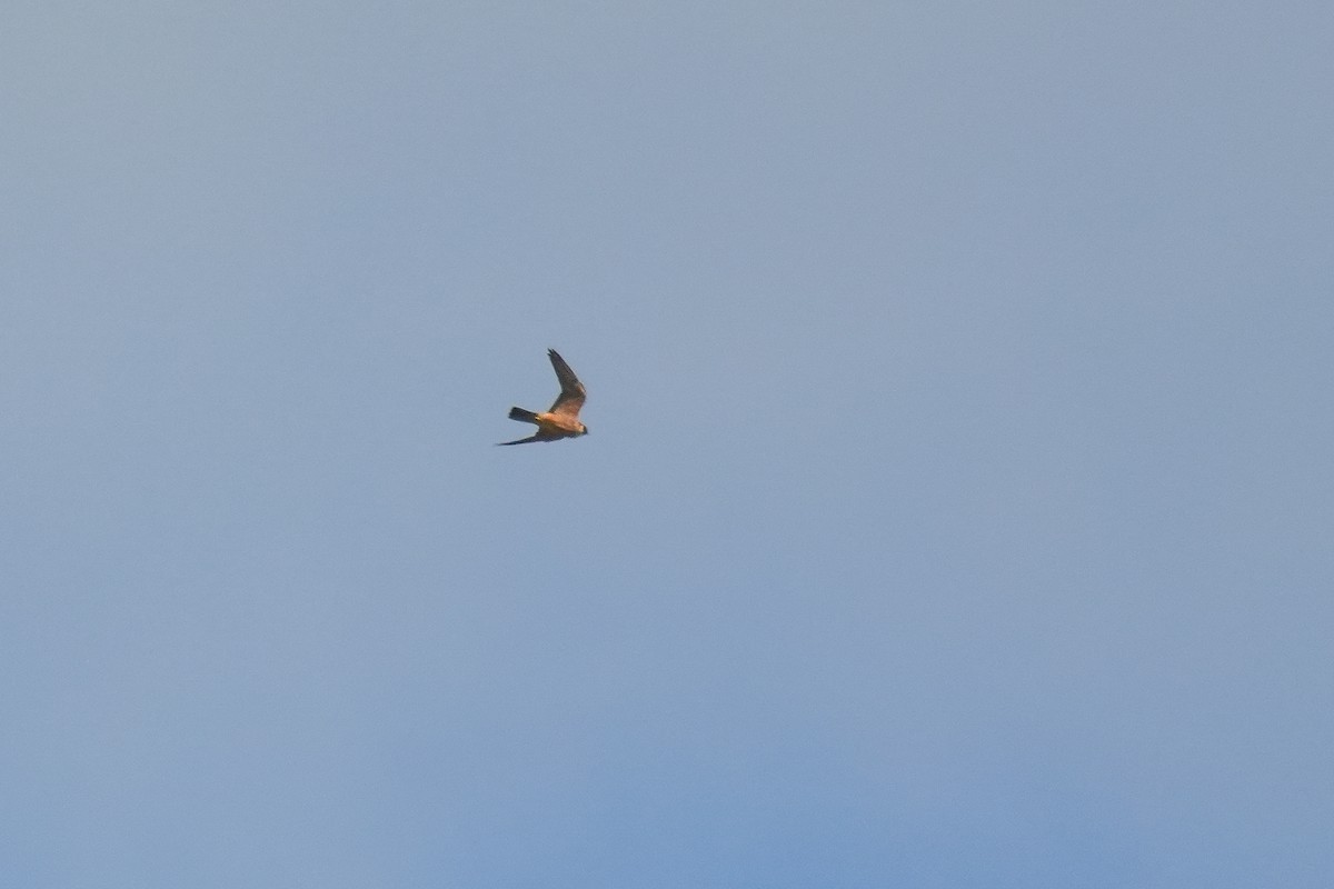 Australian Hobby - ML644582242