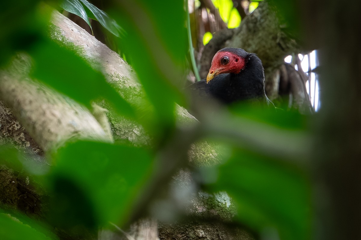 vanuatuovnhøne - ML644582244