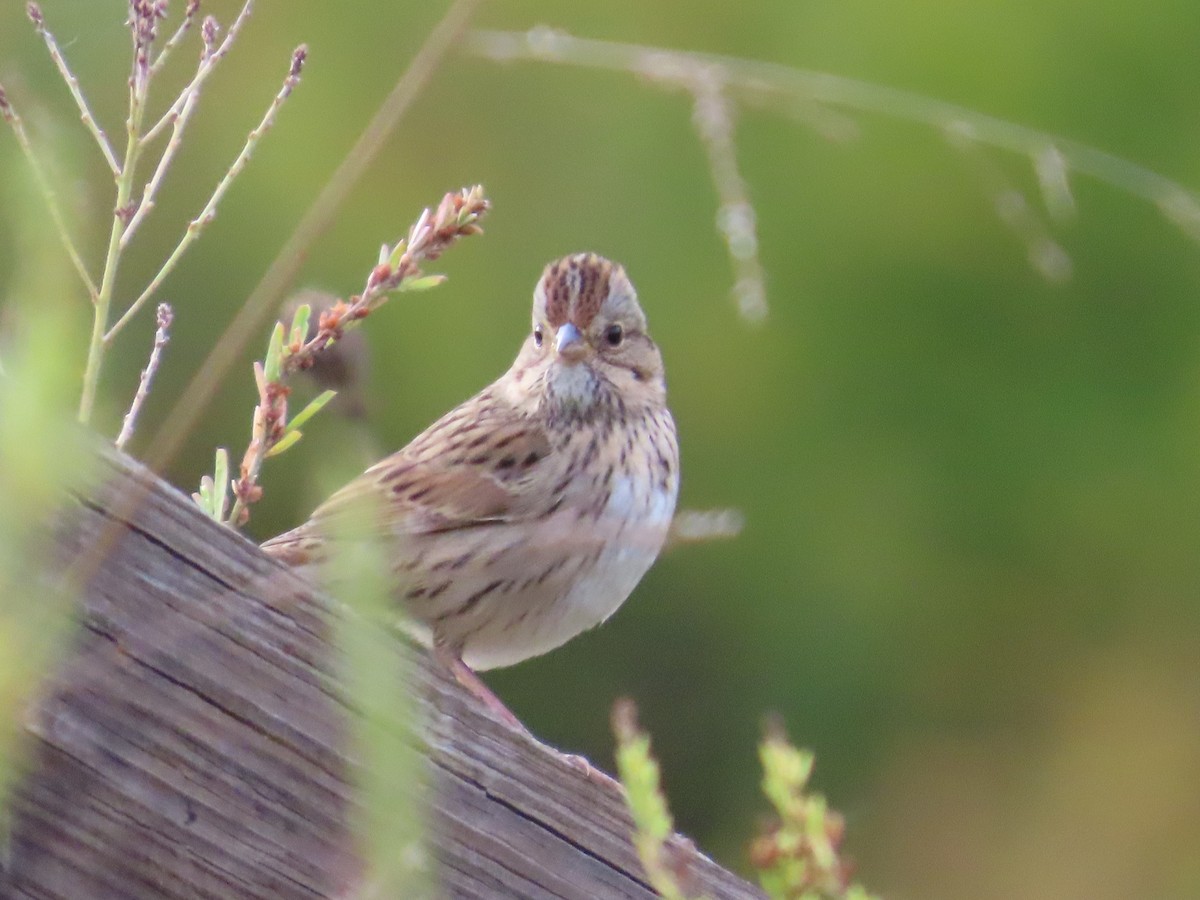 Chingolo de Lincoln - ML644582245