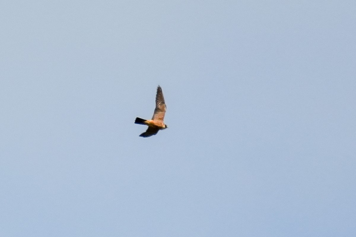 Australian Hobby - ML644582247