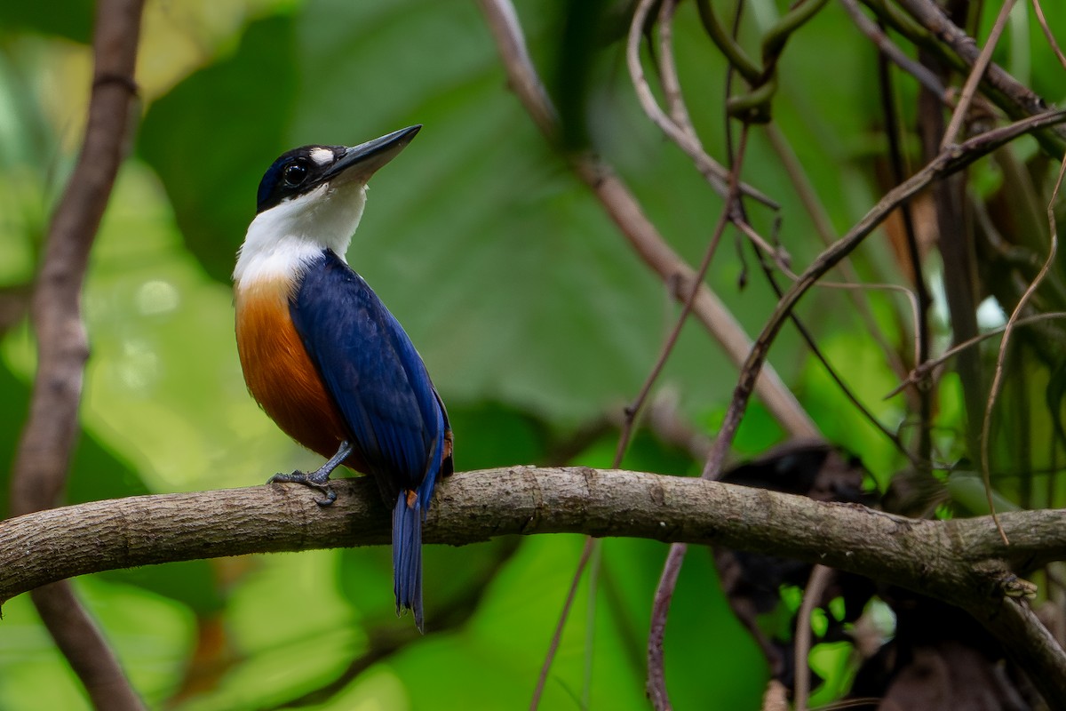 vanuatuisfugl - ML644582248