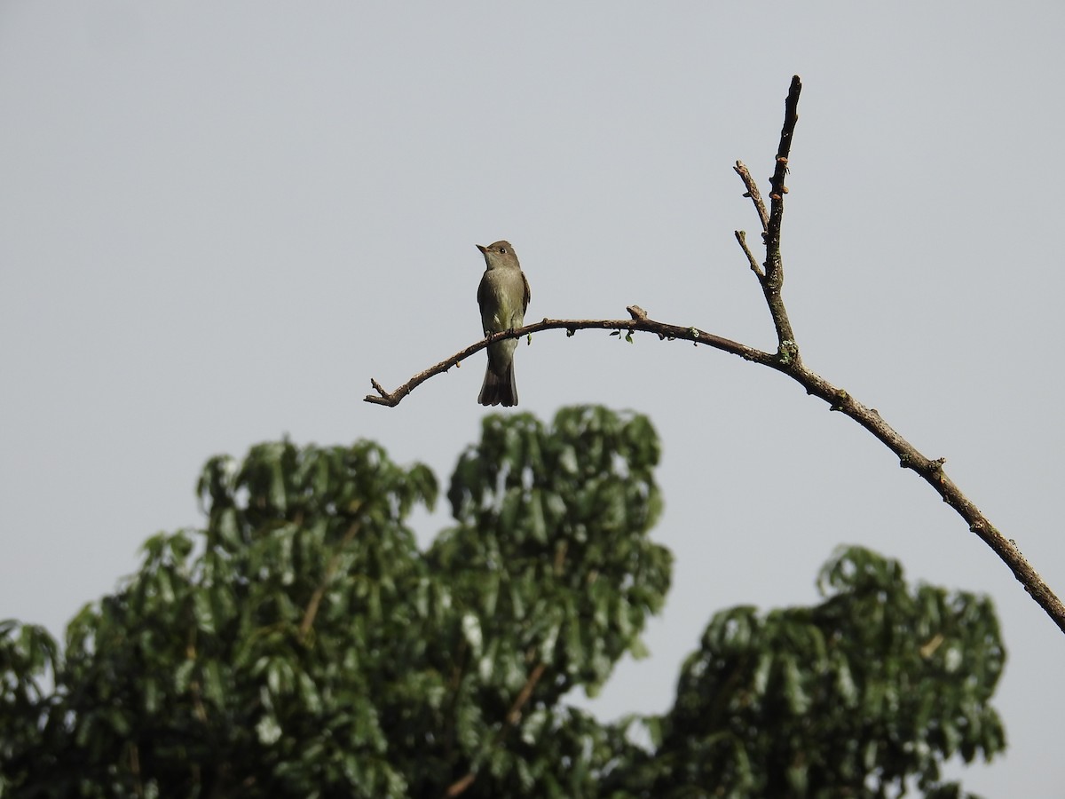 Pioui de l'Ouest - ML644582252