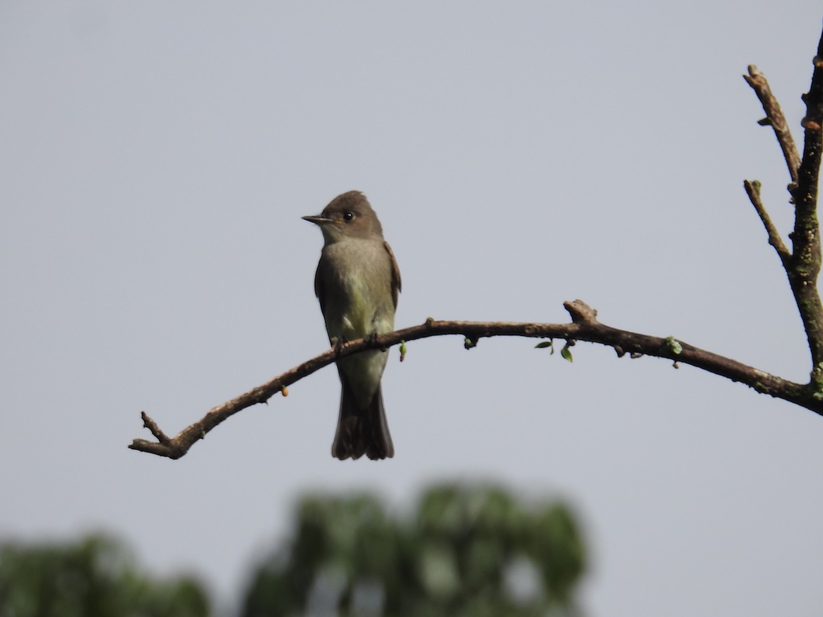 Hellbauch-Schnäppertyrann - ML644582253