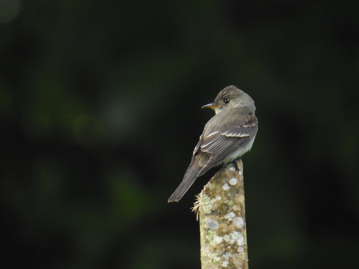 Hellbauch-Schnäppertyrann - ML644582256