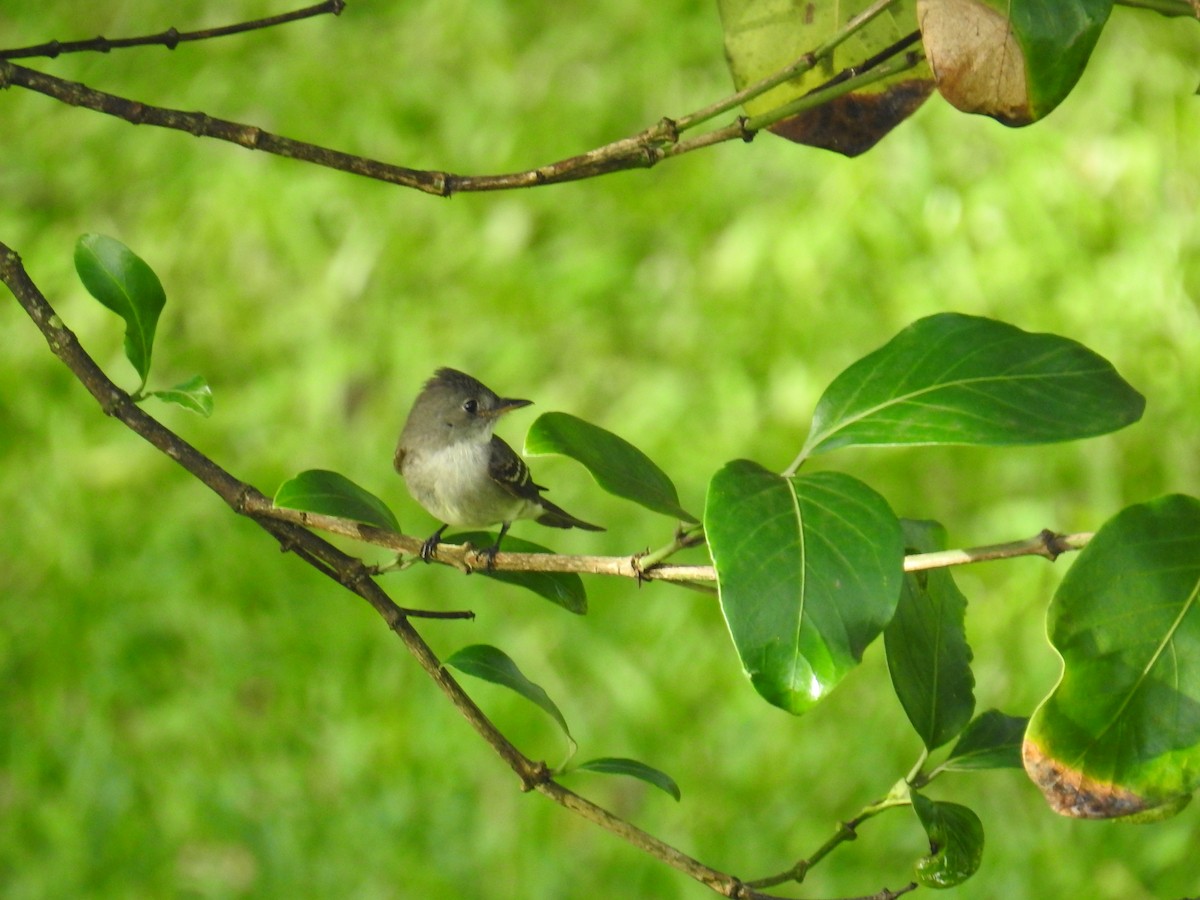 Hellbauch-Schnäppertyrann - ML644582257